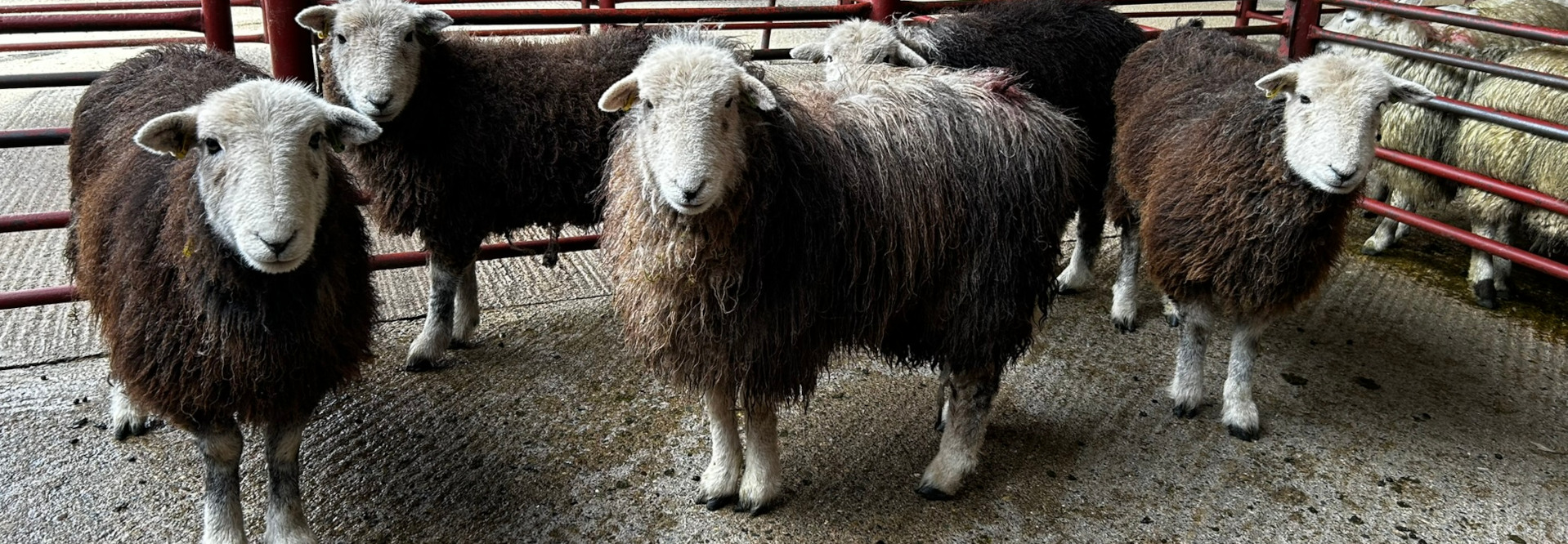 Flock of six sheep standing within a red metal enclosure. The sheep are predominantly dark brown or black in color, with one sheep exhibiting a lighter, grayish-white face and fleece. They appear to be in a farm setting or livestock pen.