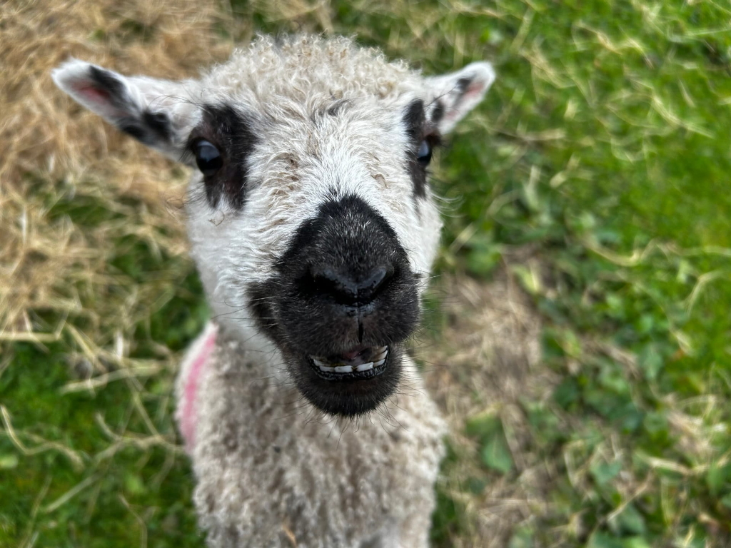 Close-up view of a young sheep's face. The sheep has a predominantly white fleece with black markings around its nose and eyes. Its expression is curious and almost playful, with its mouth slightly open, revealing its teeth. The background is blurred but shows green grass and some hay. The overall impression is one of innocence and friendliness.