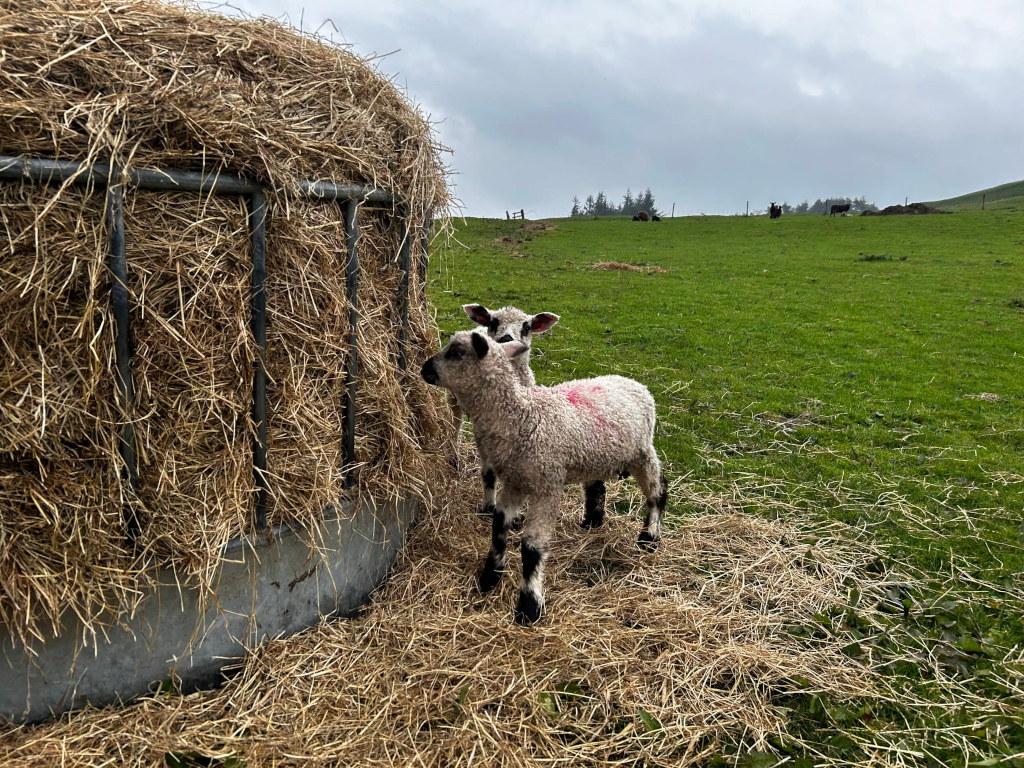 Two young lambs stand near a large round bale of hay in a pasture. The lambs are light-coloured with a hint of pink marking on one. The background shows a green field and a few distant sheep or cattle.