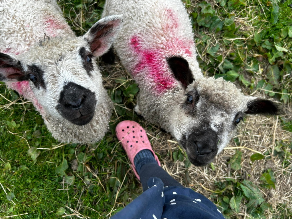 High-angle, close-up view of two lambs looking directly at the camera. They are light-coloured with dark faces and have pink markings on their wool. The lambs are standing in a grassy field. Leonie's leg and pink shoe are visible in the lower portion of the image.