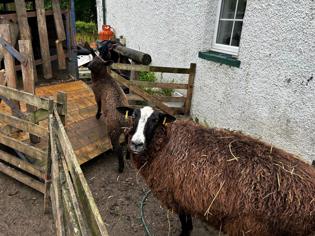 Two dark-brown sheep with white markings on their faces. One sheep is standing on a wooden ramp leading up to what appears to be an old, rustic livestock trailer. The other sheep is standing on the ground next to the ramp, looking directly at the camera. The background includes a whitewashed building with a window, and some overgrown vegetation.