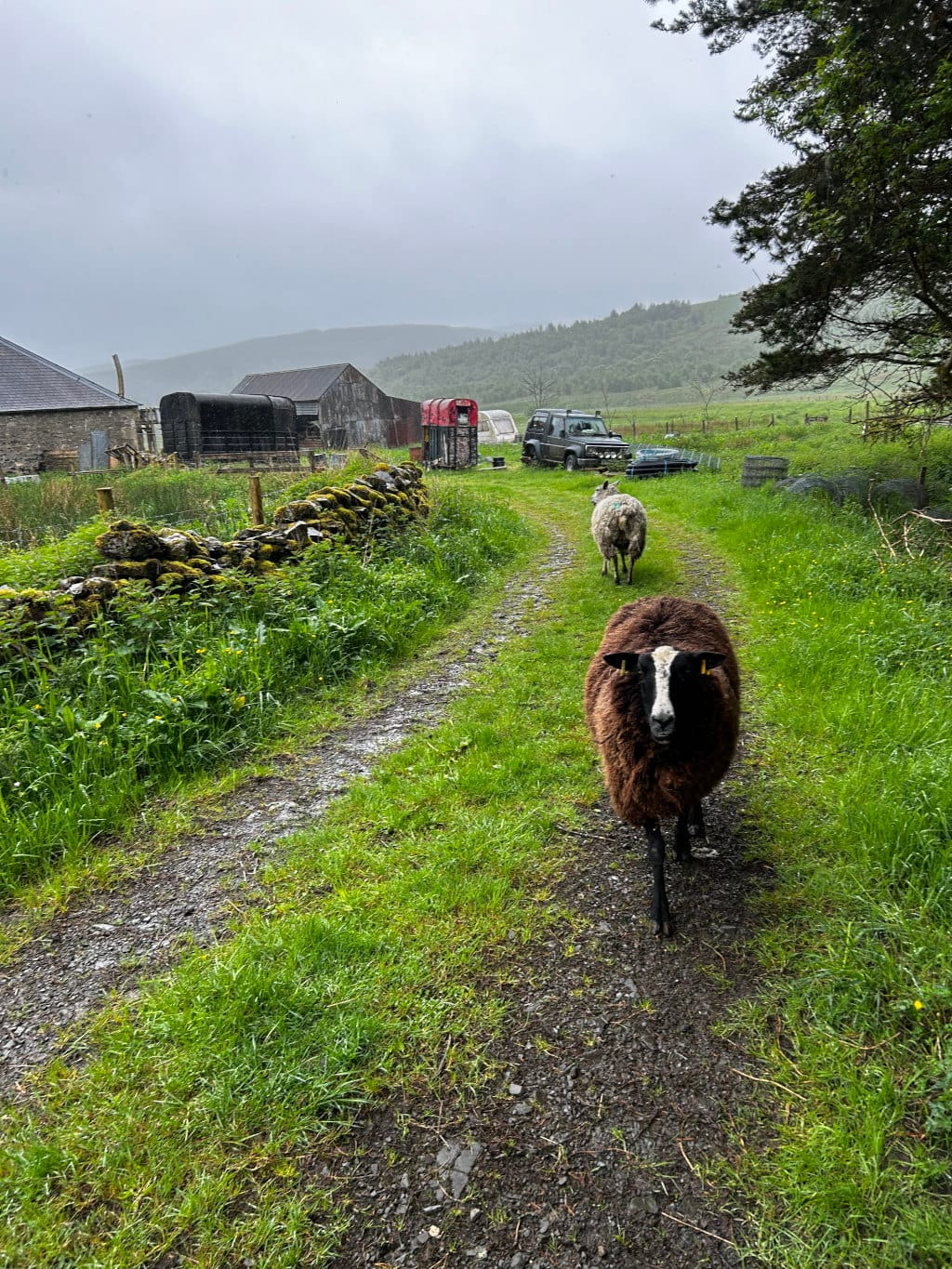 Gravel path on a farm, bordered by lush green grass. Two sheep are walking towards the viewer on the path; one is light-coloured and the other is dark brown. In the background are farm buildings, a dark-colored vehicle, and rolling hills under a cloudy sky. The overall atmosphere is one of a rainy or overcast day in a rural setting.