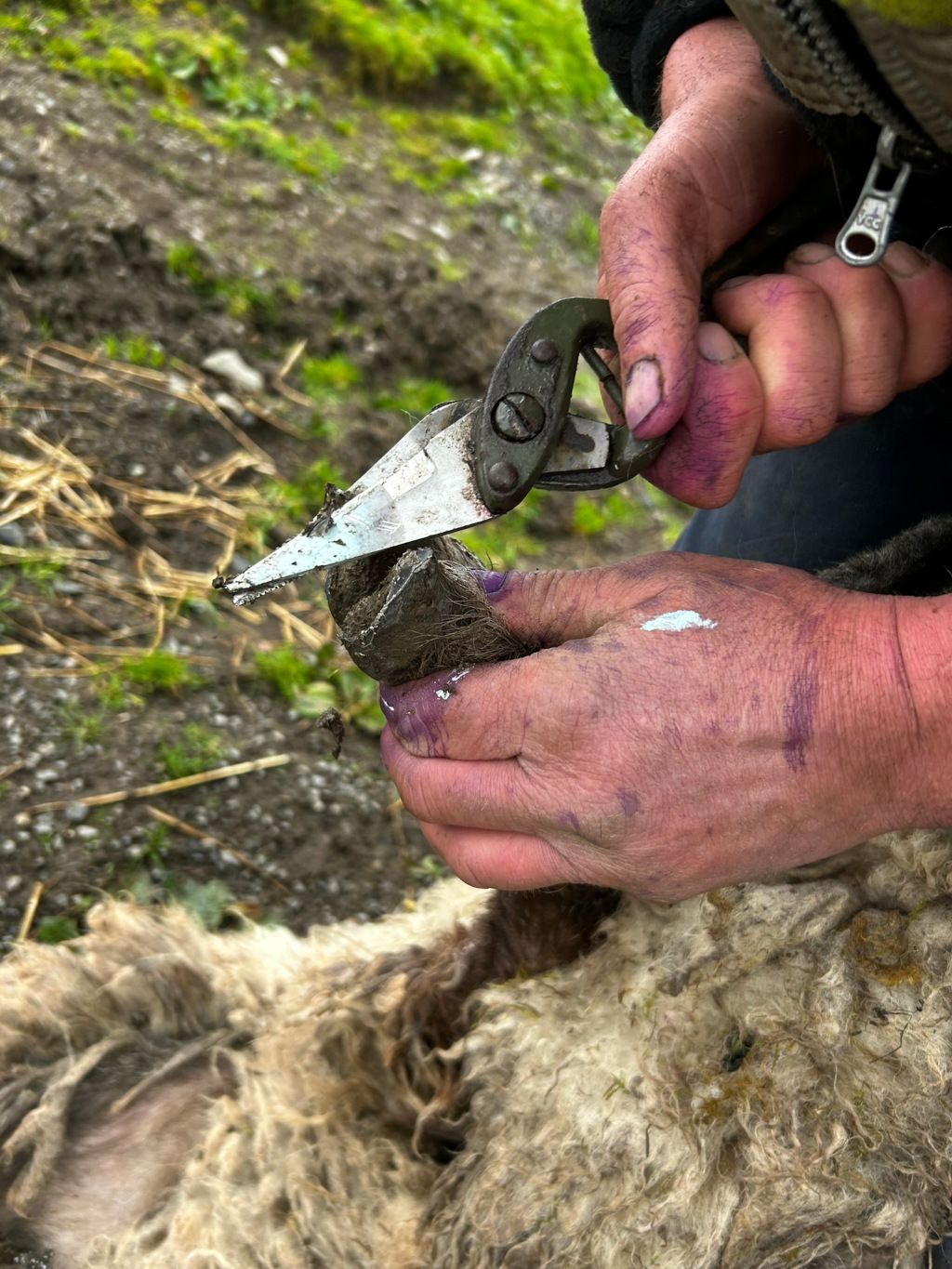 Close-up of Charlie's hands using shears to trim the hoof of a sheep. The person's hands are stained purple, likely from dye used in shearing or other farm work. The sheep's fleece is visible in the lower part of the image. The setting appears to be outdoors, on the ground.