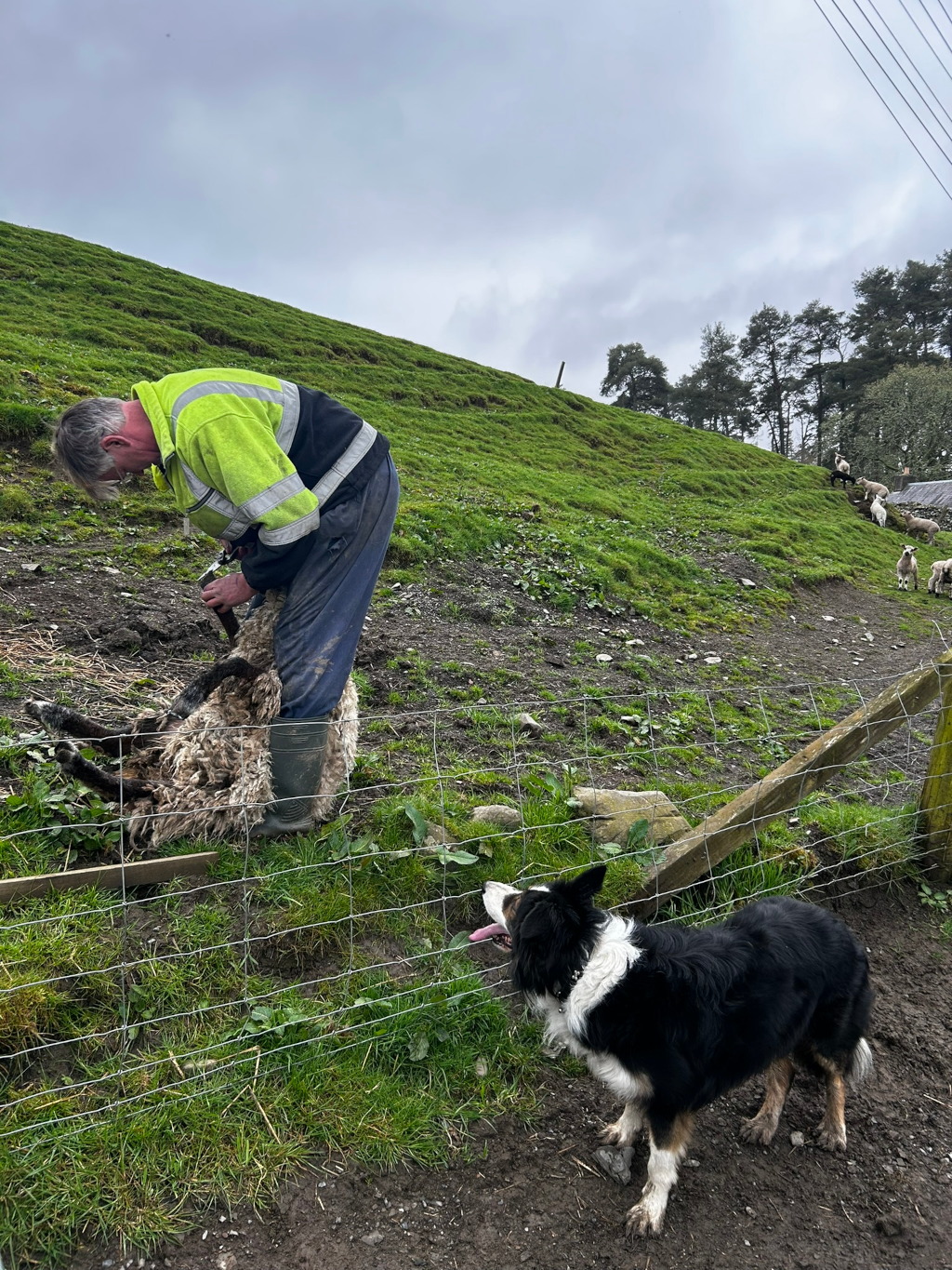 Charlie shearing a sheep on a hillside. A border collie dog is watching nearby, behind a wire fence. In the background, a flock of sheep are grazing on the hillside. The overall setting is a rural farm scene.