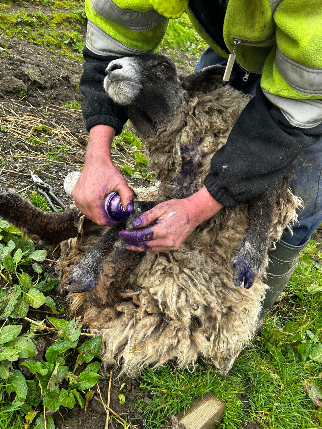 Charlie wearing a fluorescent green high-visibility jacket, spraying purple dye onto the leg of a sheep. The sheep is lying down, and Charlie's hands are stained purple from the dye. The setting appears to be outdoors, in a grassy area.