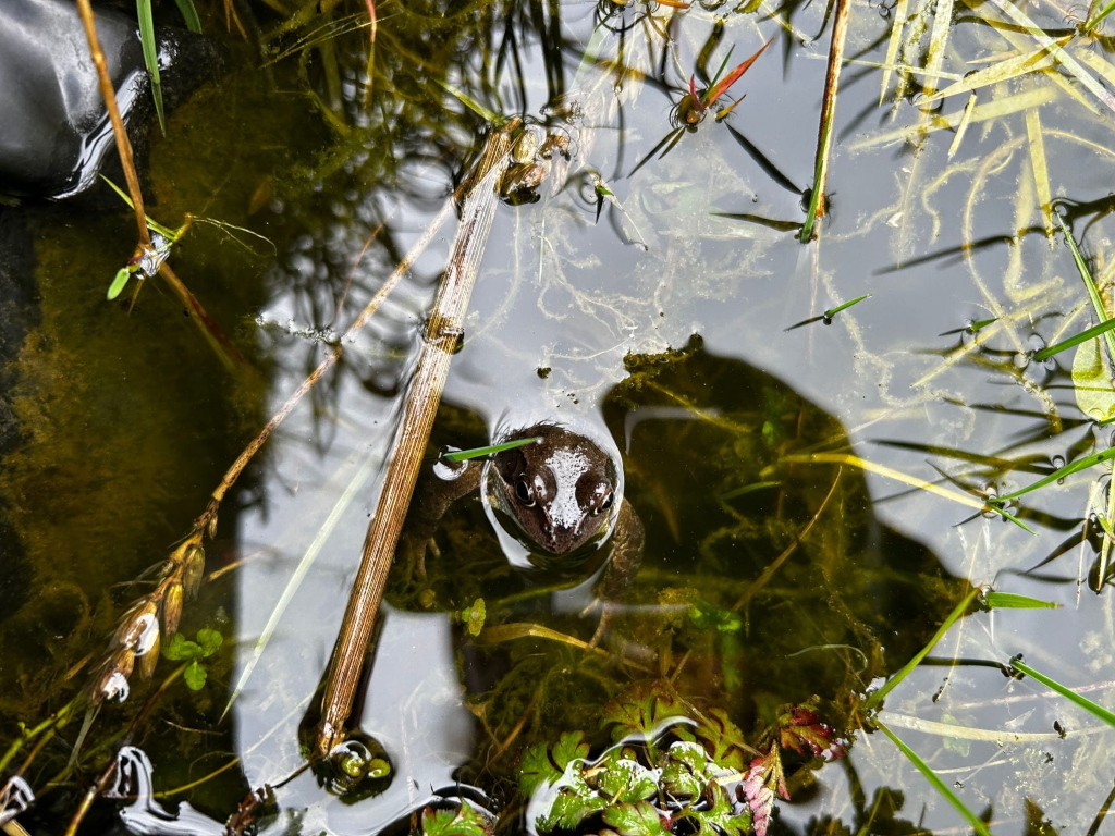 Frog partially submerged in murky pond water. The water is teeming with aquatic plants and submerged debris, creating a somewhat cluttered but natural scene. The frog appears calm and is the central focus of the photograph.