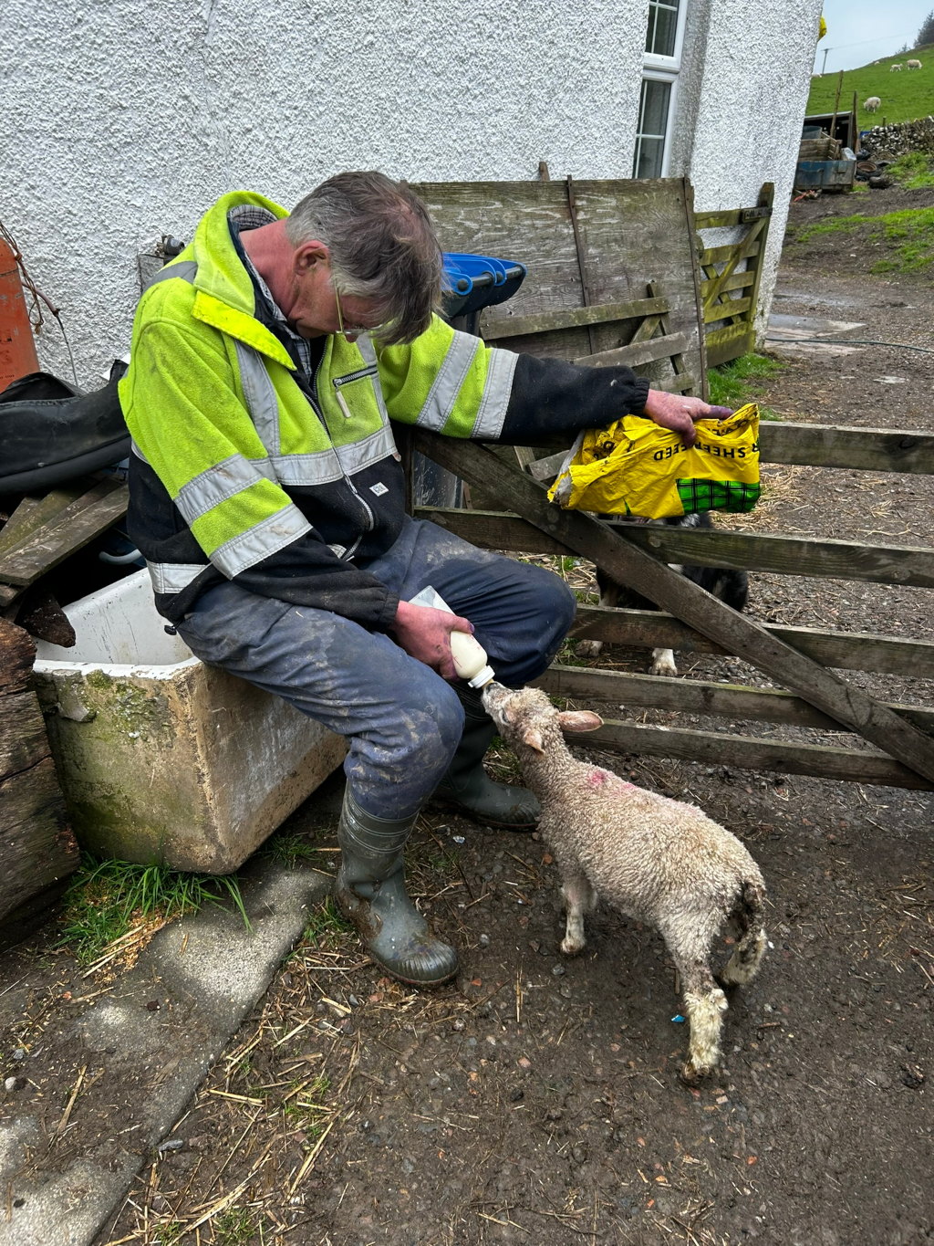 Charlie wearing a bright yellow high-visibility jacket and muddy work trousers and boots, sitting on a concrete trough. He is bottle-feeding a young lamb. A bag of sheep feed is visible nearby, and a dog is partially visible behind the gate. The setting appears to be a farm, with a whitewashed building and a rustic wooden fence in the background. The overall impression is one of rural life and animal care.