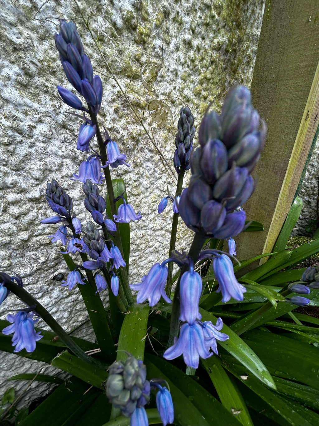 Close-up view of a cluster of bluebells (likely Hyacinthoides non-scripta) in bloom. The flowers are a vibrant light blue-purple, and are arranged in drooping bell shapes along their stems. The plants are growing against a textured, light-grey/off-white wall, and part of a wooden fence is visible in the background to the right. The leaves of the plants are a glossy dark green.