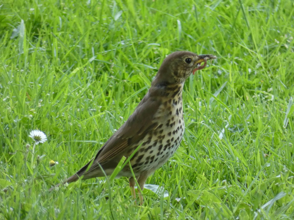 Song Thrush ( Turdus philomelos) standing in a patch of short, bright-green grass. The bird is facing to the right of the frame and appears to have just caught a small worm or insect, which is visible in its beak. A small white daisy is visible near the bird's tail. The overall impression is one of a naturalistic scene depicting the bird in its natural habitat foraging for food.