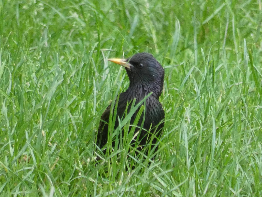 Black starling bird partially concealed within tall green grass. The bird is facing to the left of the frame, its yellow beak visible. The focus is primarily on the bird, with the grass providing a natural, slightly blurred background.