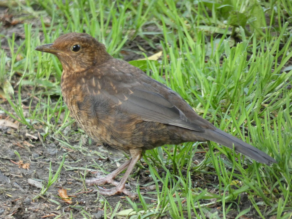 Juvenile female blackbird standing in short grass. Its plumage is predominantly brown, lacking the black and yellow markings of an adult. The bird appears to be in a natural, outdoor setting.