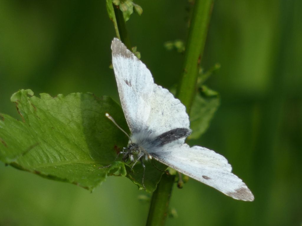 Close-up of a small, white butterfly with dark grey markings at the tips of its wings. The butterfly is perched on a green leaf, which is attached to a slender green stem. The background is blurred but shows more green vegetation.