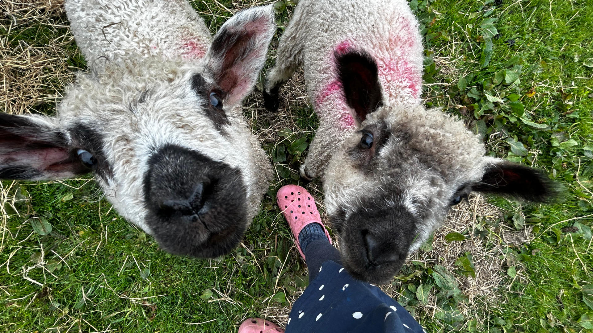 A high-angle, close-up view of two lambs, facing the camera, positioned on a patch of grass. The lambs are light grey/white with dark grey/black faces and ears. Part of one lamb's fleece displays a pink marking, possibly paint or dye. Leonie's legs and lower body are clad in a dark polka-dot dress and pink clogs, are visible in the lower portion of the photograph, suggesting Leonie is interacting with or observing the animals. The overall mood of the picture is playful and friendly.