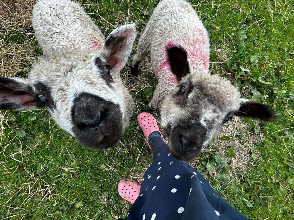 High-angle, close-up view of two lambs, facing the camera, positioned on a patch of grass. The lambs are light grey/white with dark grey/black faces and ears. Part of one lamb's fleece displays a pink marking, possibly paint or dye. Leonie's legs and lower body are clad in a dark polka-dot dress and pink clogs, are visible in the lower portion of the photograph, suggesting Leonie is interacting with or observing the animals. The overall mood of the picture is playful and friendly.