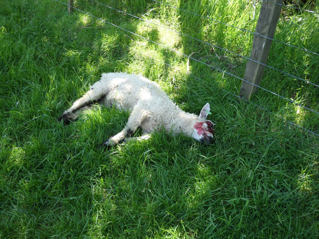 Deceased lamb lying in a grassy field, near a wire fence. The lamb appears to have suffered a head injury, indicated by blood visible on its face. The overall scene is somber and suggests the lamb died violently or unexpectedly.