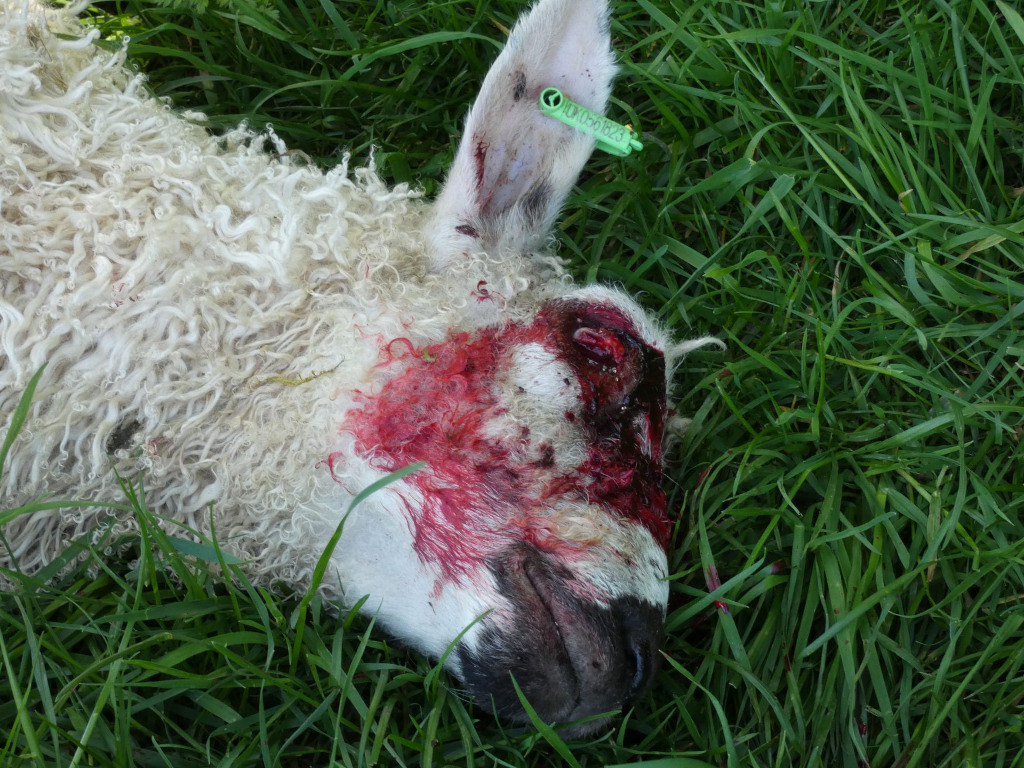 Dead sheep lying in a grassy field. The sheep's head is heavily bloodied, indicating a violent death. A green ear tag is visible.