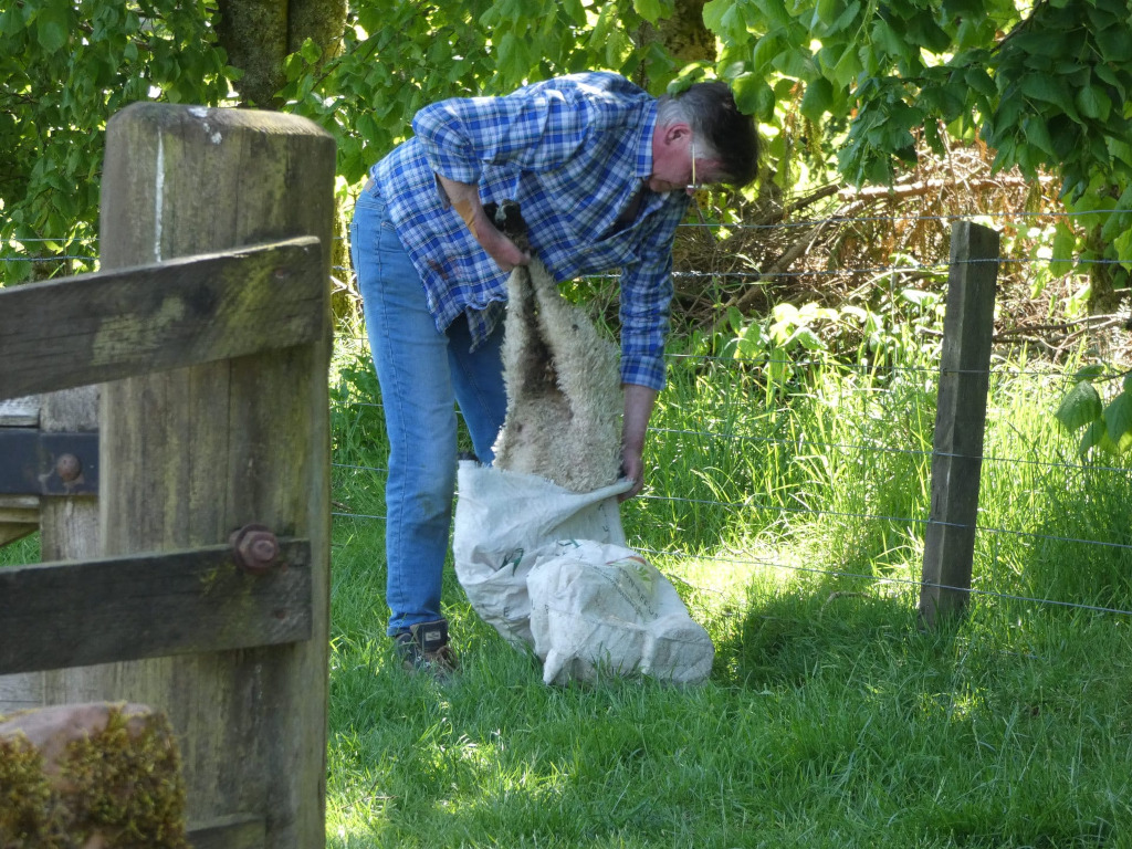 Charlie carefully placing a deceased lamb into a burlap sack. The lamb's fleece is visible. The setting is a rural, grassy area with a wooden fence in the background. The overall mood is somber and evokes a sense of loss associated with farming and animal husbandry.