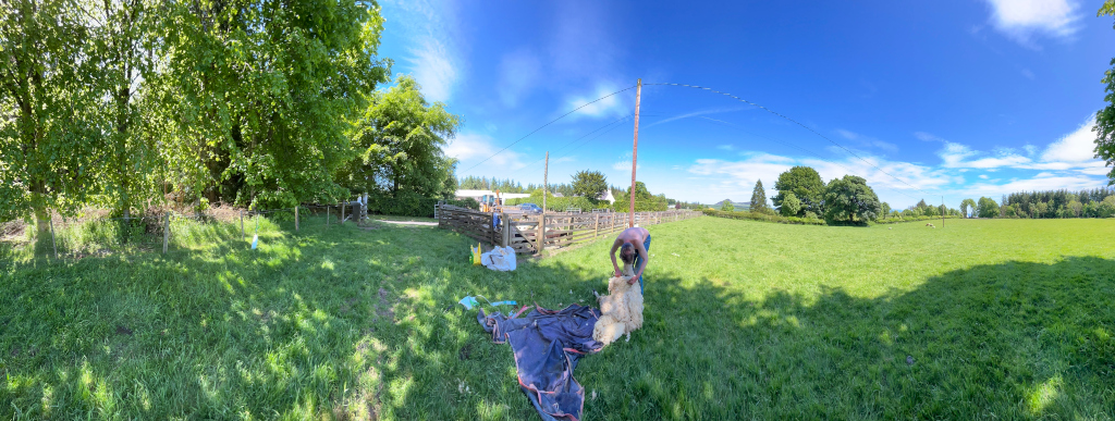 Panoramic view of a sunny day on a farm. A man is shearing a sheep in a grassy field, surrounded by trees and a wooden fence. The sky is clear blue with a few clouds. Other farm buildings and possibly other animals are visible in the background. The overall scene evokes a sense of rural life and agricultural work.