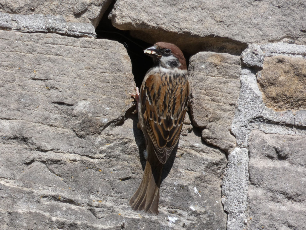Eurasian Tree Sparrow ( Passer montanus) nestled in a crack in a rough grey stone wall. The sparrow is facing to the left of the frame, and its brown and rufous plumage is clearly visible against the stone. The background is entirely composed of the textured stone wall.