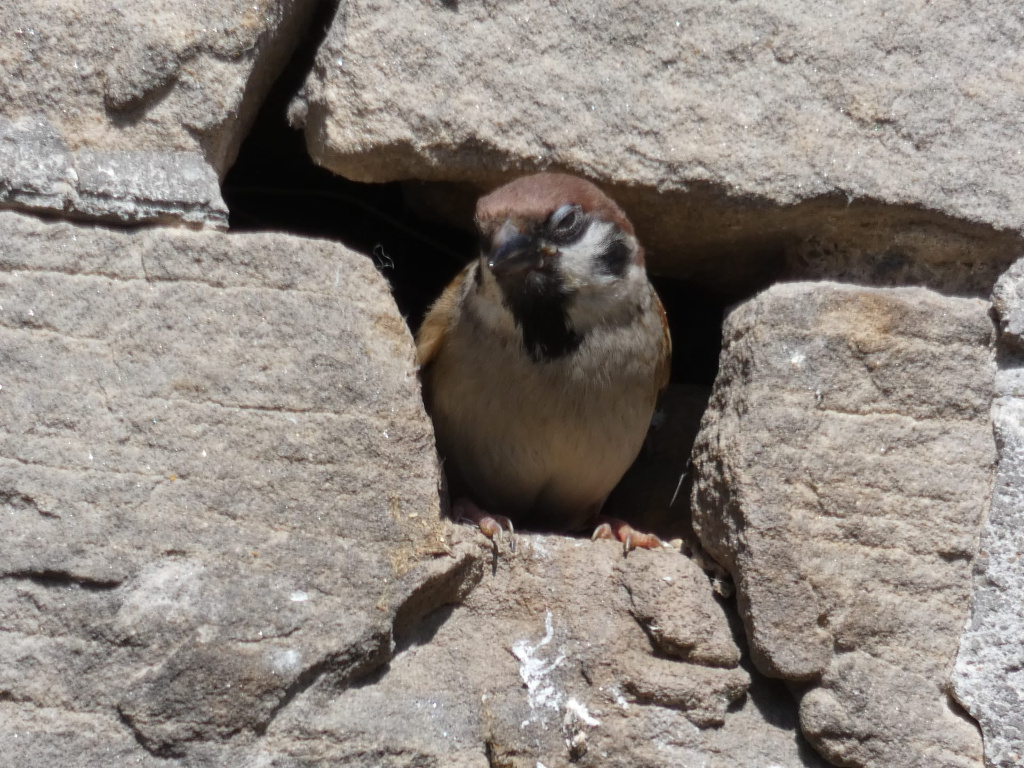 Small brown bird, possibly a sparrow, perched inside a crevice in a stone wall. The bird appears to be resting or taking a break, and the overall tone is one of quiet observation.