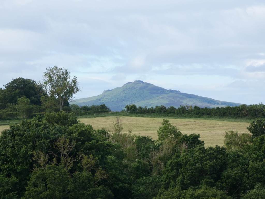 Serene landscape featuring a gently sloping hill in the background, covered in lush greenery. The foreground is dominated by a dense collection of trees and shrubs, creating a natural barrier between the viewer and the hill. A field of cut hay separates the foreground trees and the distant hill. The overall mood is peaceful and tranquil, with a soft, diffused light suggesting an overcast day.