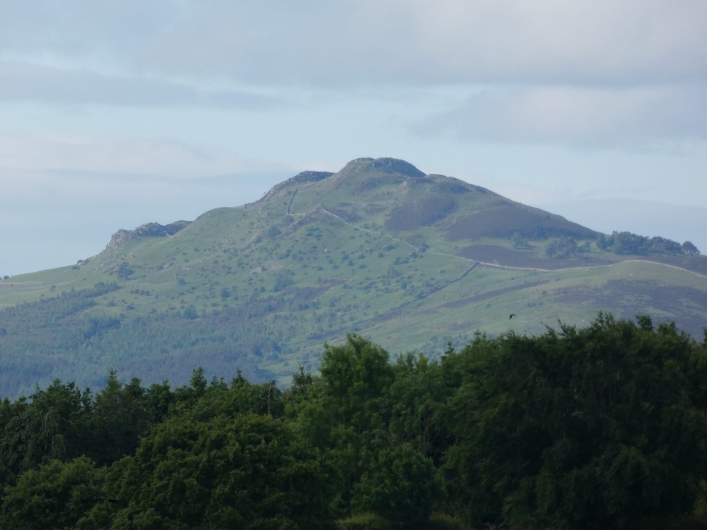 Distant view of a verdant hill, possibly a mountain, under a muted sky. The hill is characterised by rolling contours, patches of darker vegetation possibly indicating different types of plants or soil composition, and what seems to be a low stone wall or fence traversing its slopes. In the foreground, a line of dense, dark green trees stretches across the bottom of the frame, creating a contrast between the closer, more textured foliage and the smoother, distant slopes of the hill.