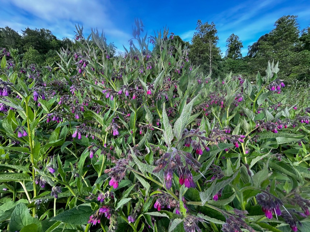 Dense patch of comfrey plants (Symphytum officinale) in bloom. The plants are covered in numerous small, bell-shaped purple flowers, and their leaves are large and somewhat fuzzy. The background shows a line of trees under a partly cloudy sky.