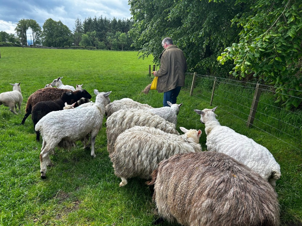 Charlie feeding a flock of sheep in a lush green pasture. The sheep are a mix of colours and breeds, and some appear to be lambs. He is standing near a wire fence, holding a yellow bag, likely containing feed. The background includes a line of trees and a cloudy sky. The overall scene is pastoral and peaceful.