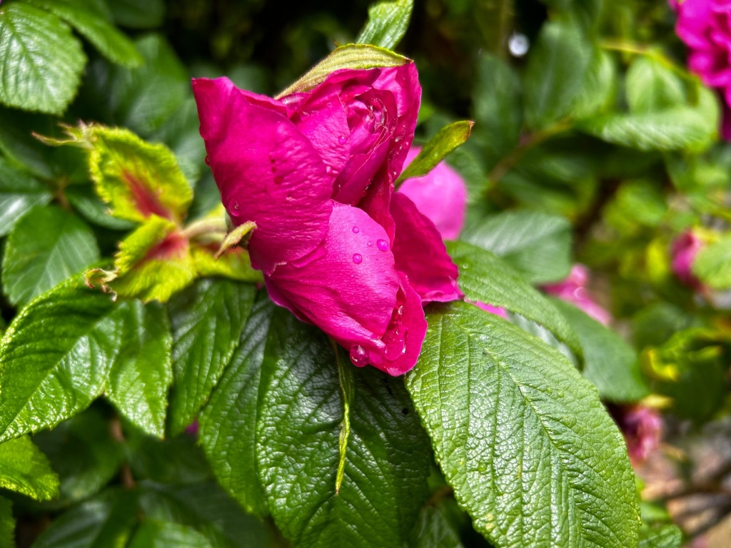 Close-up shot features a vibrant pink rosebud, still tightly closed, adorned with glistening droplets of water, suggesting a recent rainfall. The rose is the focal point, sharply in focus against a softly blurred background of lush green foliage. The leaves are large, with prominent veins, and display a healthy, deep green hue.