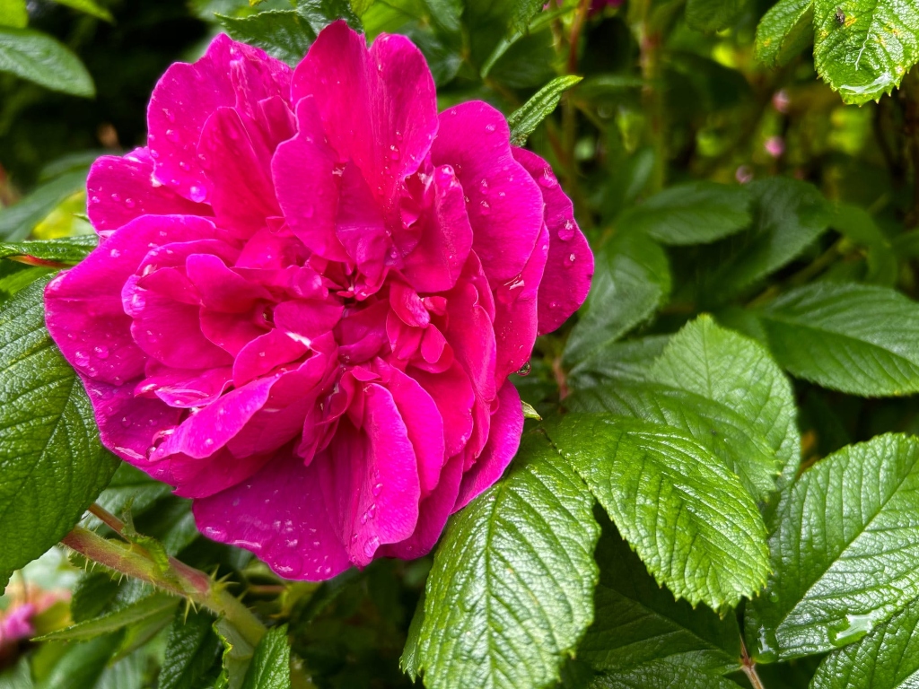 Vibrant, hot pink rose in full bloom, covered in glistening water droplets. The rose is the central focus, sharply in focus against a backdrop of lush, dark green foliage. The leaves appear healthy and have a slightly glossy texture.