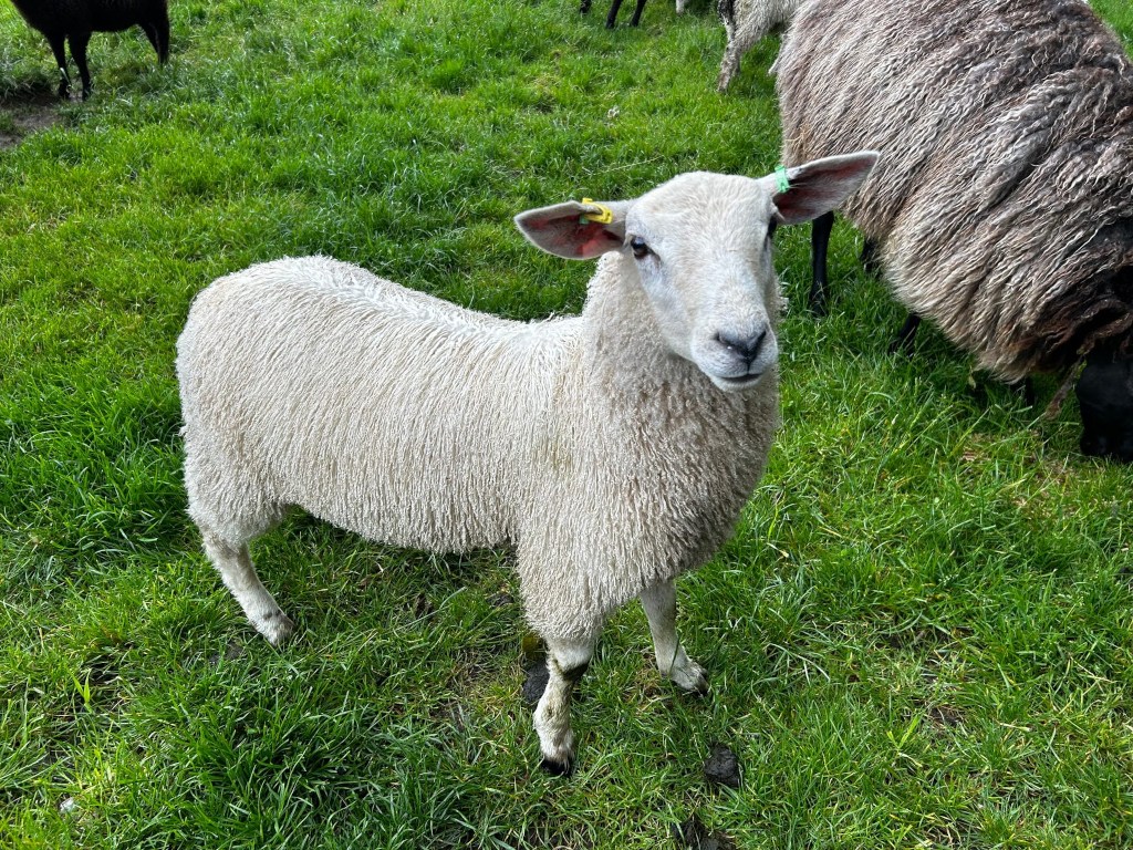 Young, fluffy white sheep standing in a lush green pasture. The sheep is the focal point, facing the camera, with its ears tagged. Other sheep, including a darker-coloured one, are visible in the background, suggesting a flock or farm setting.