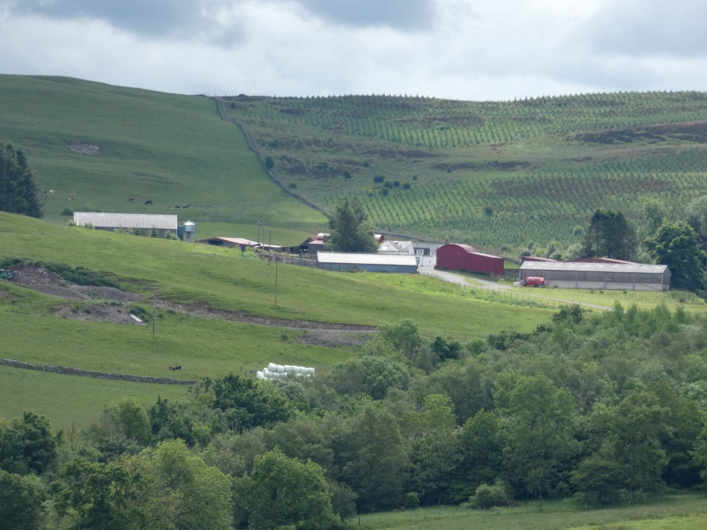Pastoral scene, likely in a rural area of Scotland or a similar region. In the foreground, there's a lush green valley punctuated by a line of trees. The mid-ground features a farm complex with several buildings, including barns and what appears to be a farmhouse. Several cows graze in the pasture near the farm. In the background, rolling green hills rise, one of which is planted with a dense, systematically organised crop of young trees, possibly a forestry plantation.