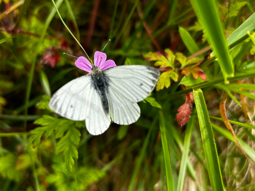 White butterfly with black markings on its wings, delicately perched atop a small, light purple flower. The butterfly and flower are nestled amongst vibrant green foliage, suggesting a natural, outdoor setting. The focus is sharp on the butterfly, creating a contrast against the slightly blurred background of leaves and grasses.