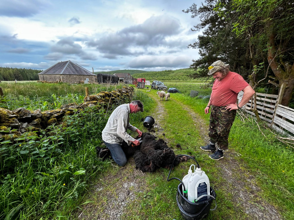 Two men shearing a black sheep in a rural setting. One man is kneeling and using shears to cut the sheep's wool, while the other man stands nearby, seemingly observing. The background features farm buildings, fields, and a stone wall, reinforcing the agricultural context. The scene suggests a typical day of farm work.