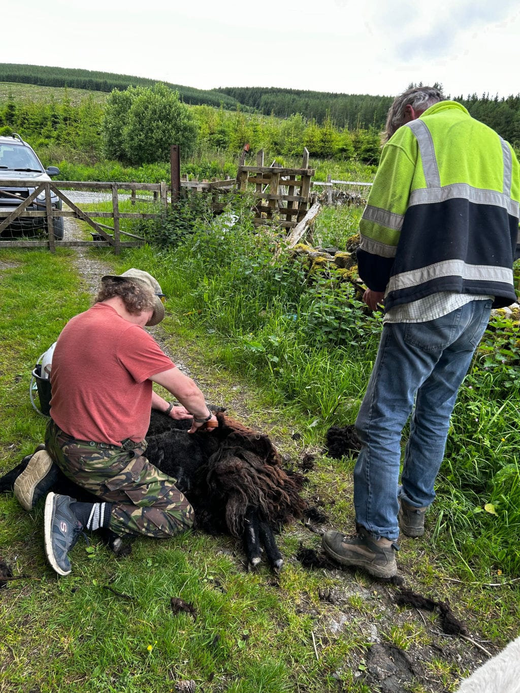 Charlie and another man shearing a sheep in a rural setting. The man is kneeling and actively shearing the sheep, while Charlie stands nearby, observing. The sheep is lying on the ground, with a significant amount of its fleece already removed. The scene is outdoors, with grassy fields and a wooden fence visible in the background.