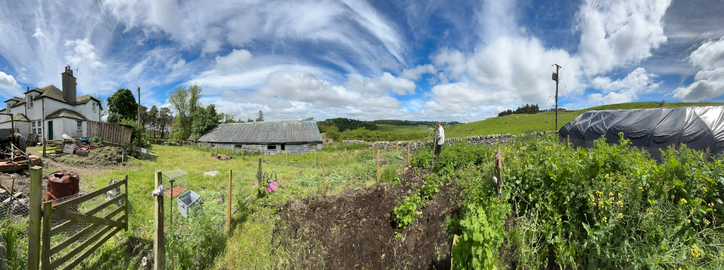 Panoramic view of a rural landscape on a bright, sunny day. The foreground features a vegetable garden with various plants growing, including what appears to be potatoes and other leafy greens. A person is visible tending to the garden. Behind the garden is a farmhouse, an old barn, and a large black plastic-covered structure, possibly a temporary shelter or greenhouse. The background includes rolling green hills under a vibrant blue sky filled with fluffy white clouds. The overall impression is one of a working farm or homestead, conveying a sense of rural life and self-sufficiency.