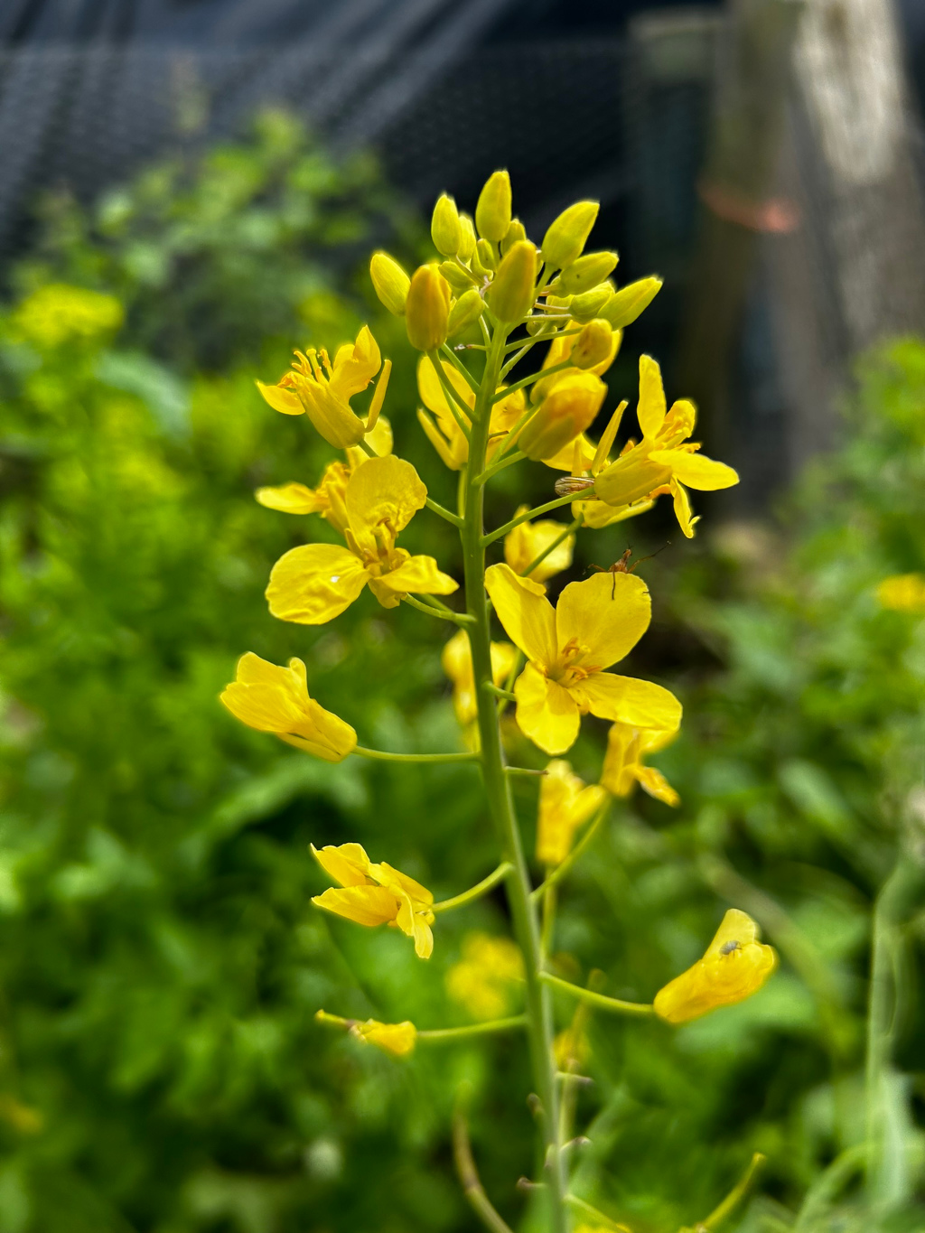 Close-up of a single stalk of bright yellow mustard flowers. The flowers are in various stages of bloom, some fully open, others still buds. The background is blurred but shows a lush green garden. Small insects are visible on some of the flowers. The overall impression is one of vibrant springtime growth.
