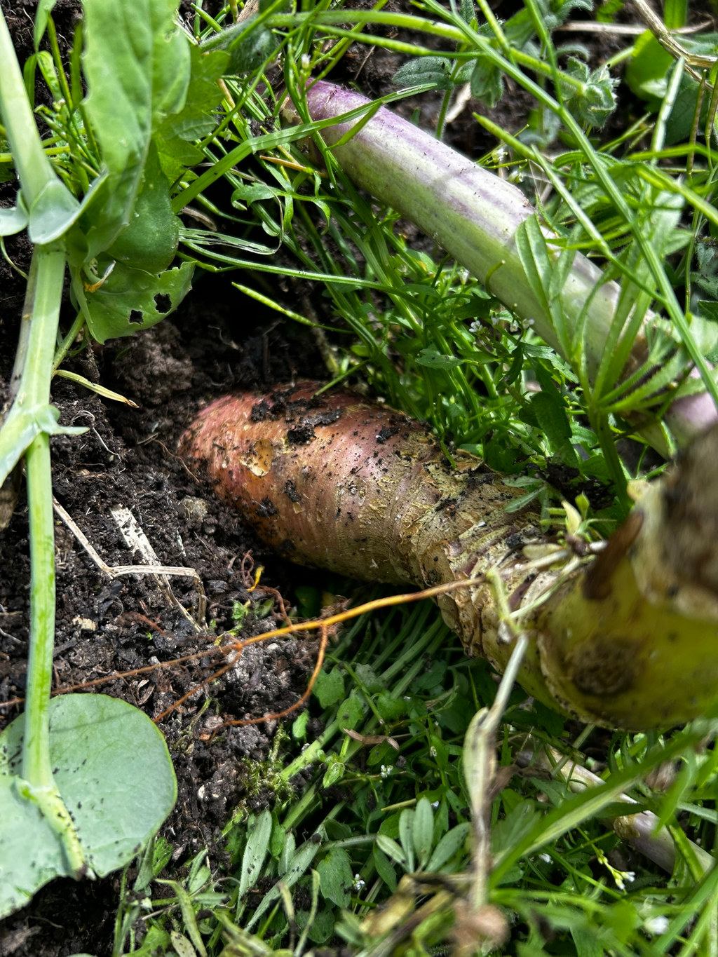 Close-up view of a harvested root vegetable, possibly a parsnip or similar, still partially embedded in the soil. The root is dirty and shows signs of having been recently pulled from the ground. The surrounding environment is a garden bed with various weeds and grasses. The focus is primarily on the root vegetable itself.