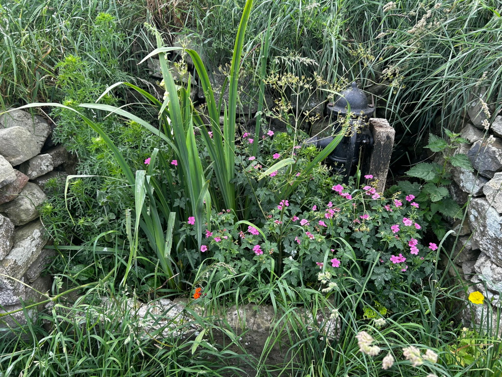 Rustic stone well or water source, partially hidden within a lush garden. A weathered, black metal pump sits atop a small wooden post within the stone structure. The well is surrounded by various plants, most notably a cluster of vibrant pink geraniums and tall, blade-like leaves, possibly irises or similar. The overall impression is one of a peaceful, somewhat secluded, natural water source incorporated into a garden setting.