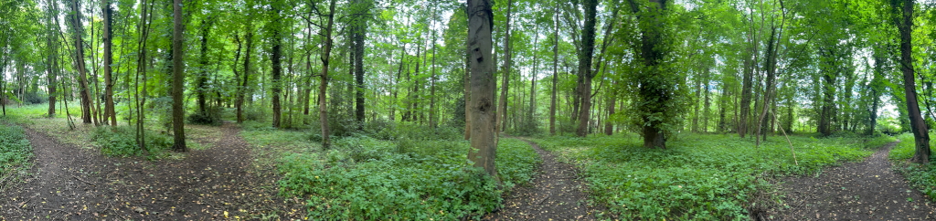 Panoramic view of a lush green forest with three diverging paths. The paths are dirt, and the forest floor is covered in low-lying vegetation. The trees are tall and dense, creating a shaded environment. The overall impression is one of tranquillity and a sense of choice or decision-making, symbolised by the diverging paths.