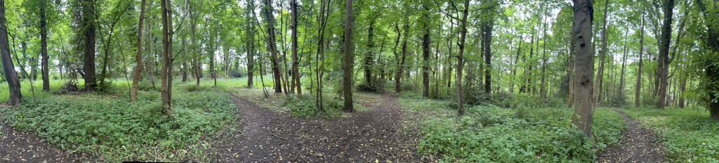 Panoramic view of a forest path. The path forks into two at the center of the image, leading further into a lush green woodland. The trees are densely packed, with low-lying vegetation covering the forest floor.
