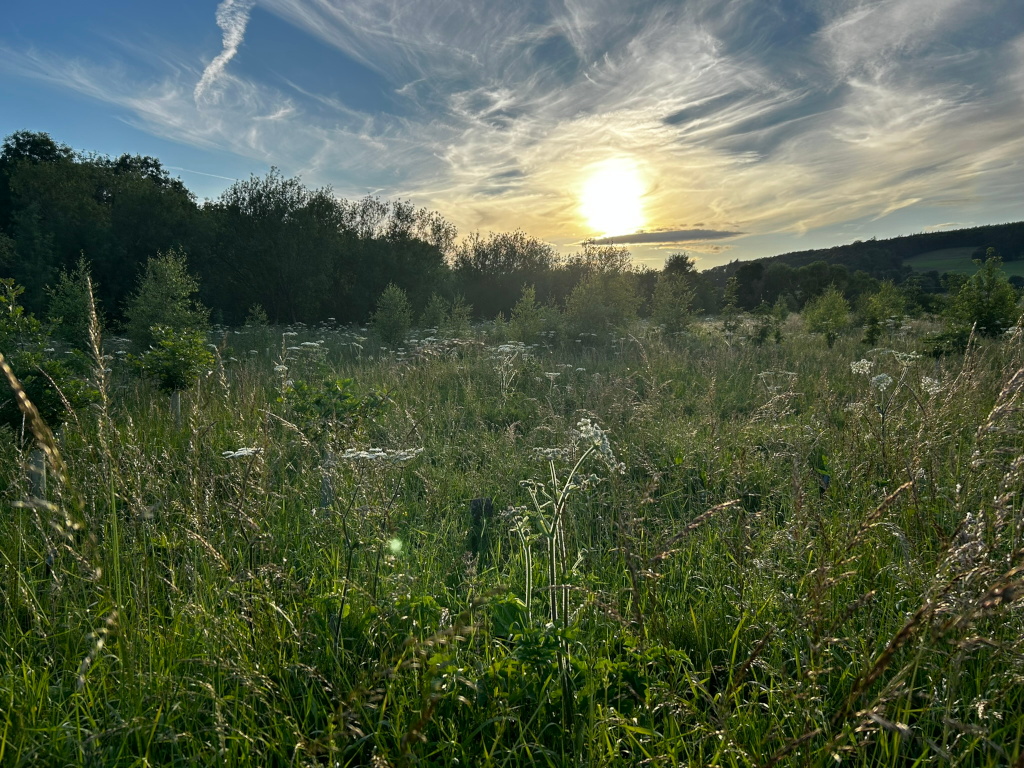 Sun-drenched meadow at sunset. Tall grasses and wildflowers dominate the foreground, with a line of trees forming a backdrop against a partly cloudy, golden-hued sky. The sun is low in the sky, casting a warm light across the scene.