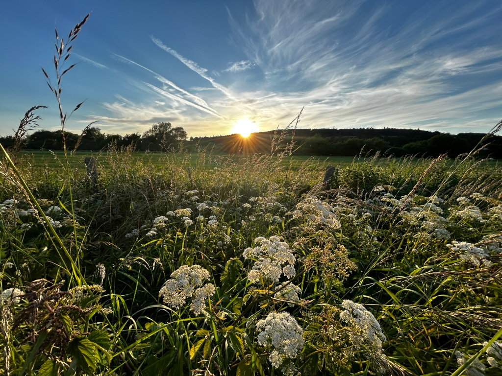 Sunlit meadow at sunset. The foreground is filled with tall grasses and white wildflowers, predominantly Queen Anne's Lace. In the background, a line of trees rests against a gently rising hill, all silhouetted against the setting sun, which creates a starburst effect. The sky is a mostly clear blue, with a few clouds and contrails.