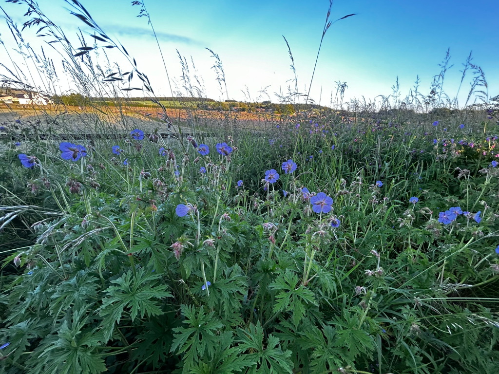 Field of tall grasses and wildflowers, predominantly featuring numerous blue cranesbill flowers (Geranium). The flowers are scattered amongst the taller grasses, creating a natural, somewhat wild, and vibrant scene. In the distant background, a line of trees and a building are visible, suggesting a rural or countryside setting. The overall mood is serene and peaceful, enhanced by the soft, natural light.