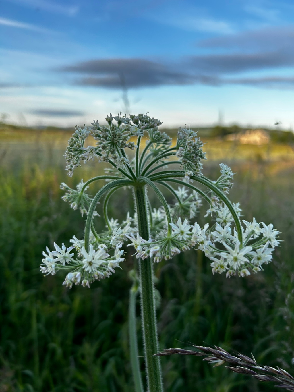 Close-up of a single wildflower, likely in the umbellifer family (Apiaceae), with delicate white blossoms arranged in a circular pattern around a central stem. The background is softly blurred, revealing a field of grasses and other vegetation under a partly cloudy sky.
