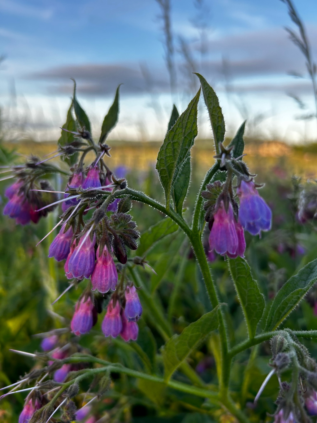 Close-up view of a cluster of vibrant purple comfrey flowers (Symphytum officinale) in their natural habitat. The flowers are bell-shaped and hang downwards from the stems. The leaves are large, ovate, and slightly hairy. The background is softly blurred, showing a field under a partly cloudy sky.