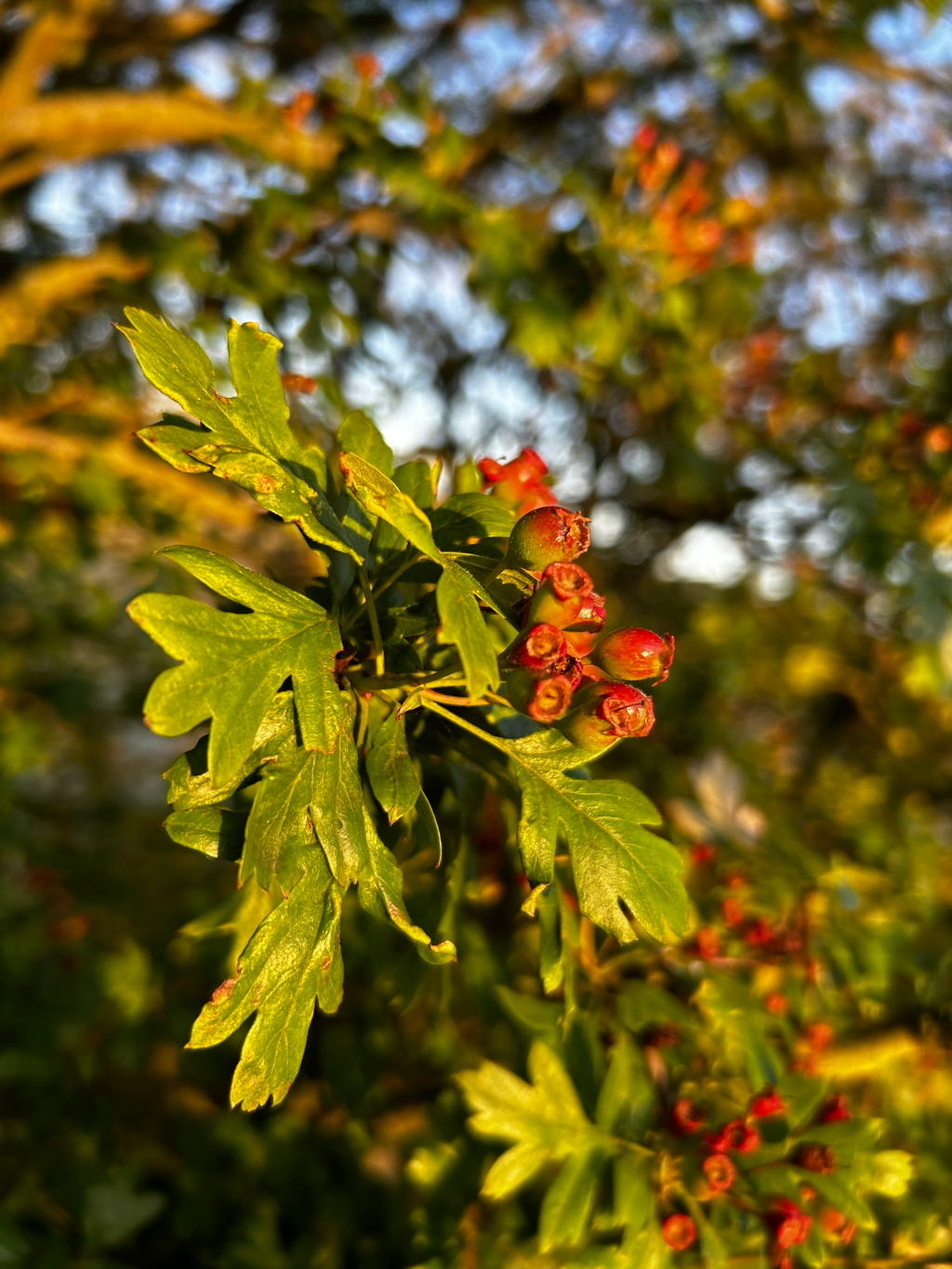Close-up of a branch with vibrant green leaves and a cluster of reddish-orange berries. The berries appear to be immature hawthorn berries. The background is blurred, showing more of the same plant and suggesting a natural outdoor setting, likely in late summer or early autumn. The lighting suggests it might be taken during the golden hour of either sunrise or sunset.