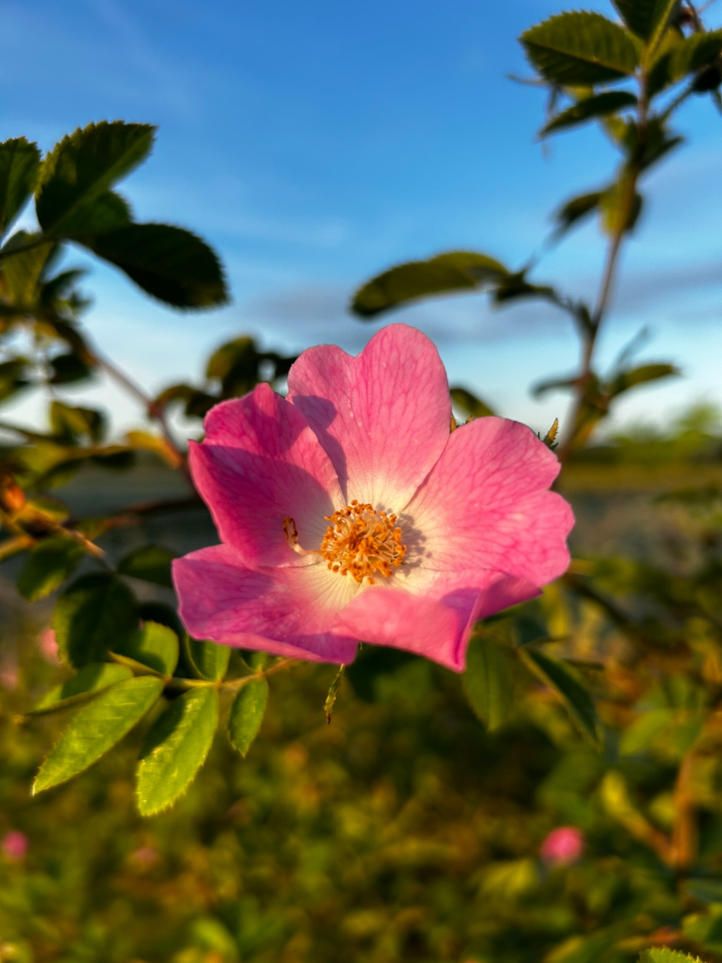 Single, fully bloomed pink dog rose ( Rosa canina) in close-up. The flower is sharply focused, its delicate petals and intricate central stamens clearly visible. It's illuminated by natural sunlight, with the background showing a blurred view of more foliage and a clear blue sky. 