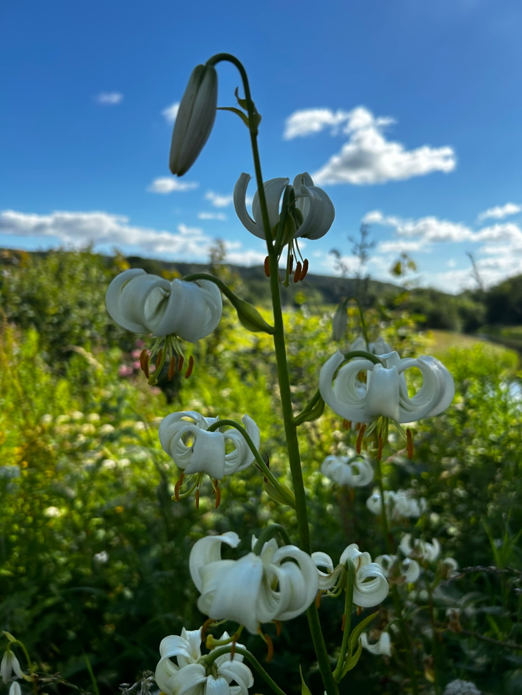 Close-up view of several white lilies (likely Lilium martagon, also known as Turk's cap lily) in full bloom. The lilies are growing on a single stalk, which rises from a background of lush green vegetation. The background also features a slightly blurred-out landscape under a clear blue sky dotted with fluffy white clouds.