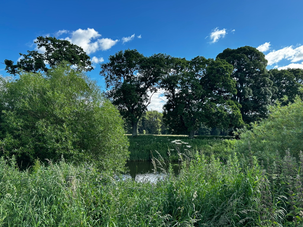 Tranquil riverside scene. Lush green vegetation, including tall grasses and willow trees, dominates the foreground. Beyond, a line of mature deciduous trees stands against a bright blue sky dotted with fluffy white clouds. A calm, reflective body of water is visible between the foreground vegetation and the trees.